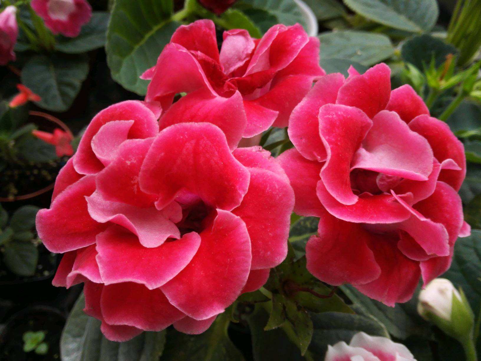 大岩桐没开花花蕾就枯了怎么办,大岩桐怎么养二次开花