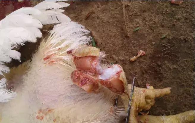 滑液囊肿会自行消失吗,青年鸡得了滑液囊真的治不好了吗