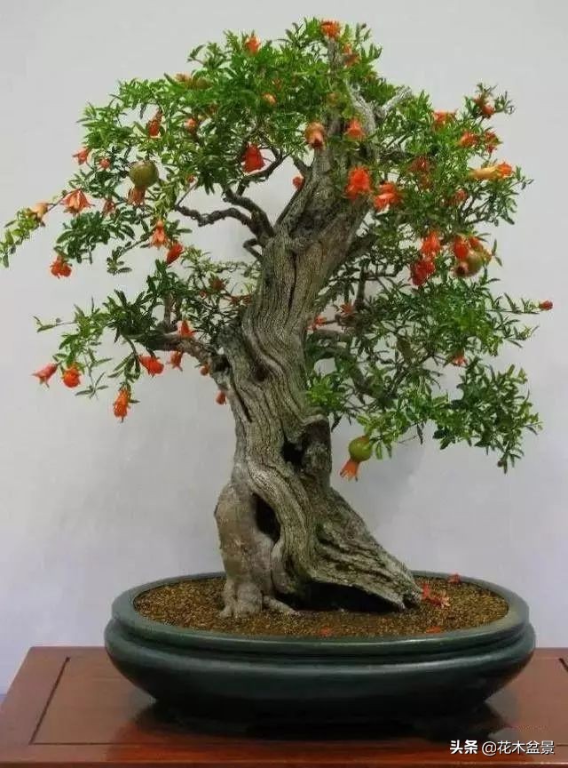 适合客厅养的盆景植物,茶桌上养什么盆景植物