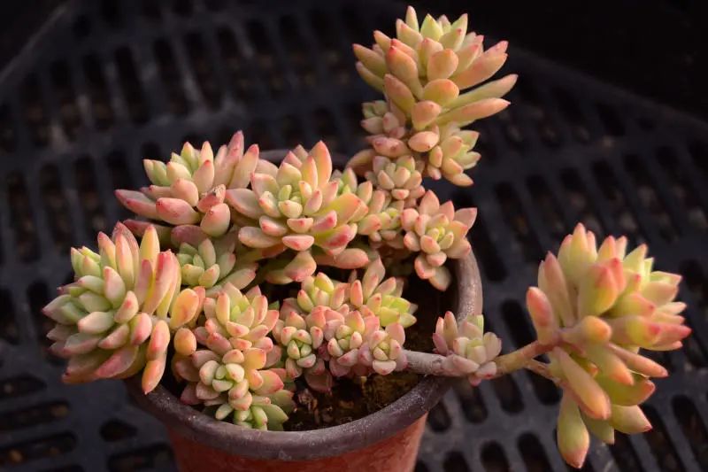 「小美女」景天科风车景天属多肉植物,风车草属和景天属杂交品种