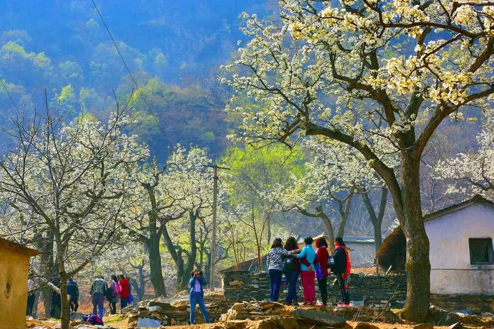 到了京郊这些花开四溢的“仙境”，您简直可以把日子过成诗！