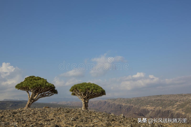 麒麟竭的简介,麒麟竭是龙血树吗
