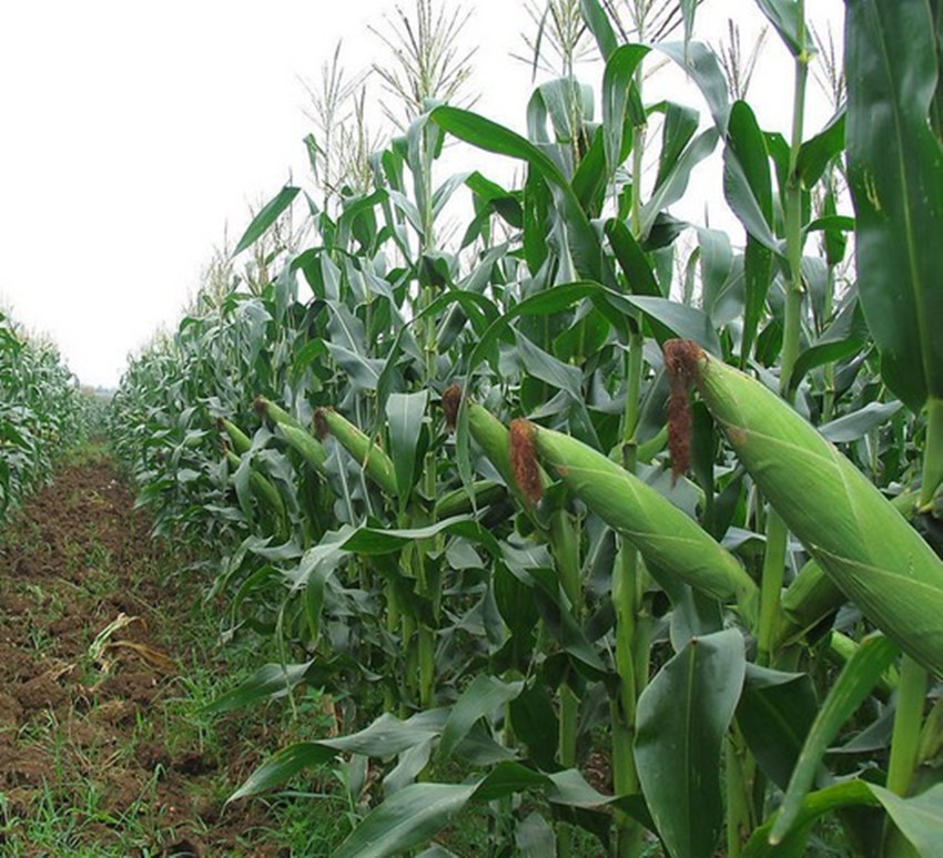 四种农业,种地种什么农作物比较好