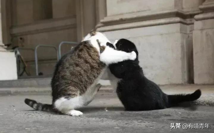 英国第一御猫,英国第一猫拉里视频