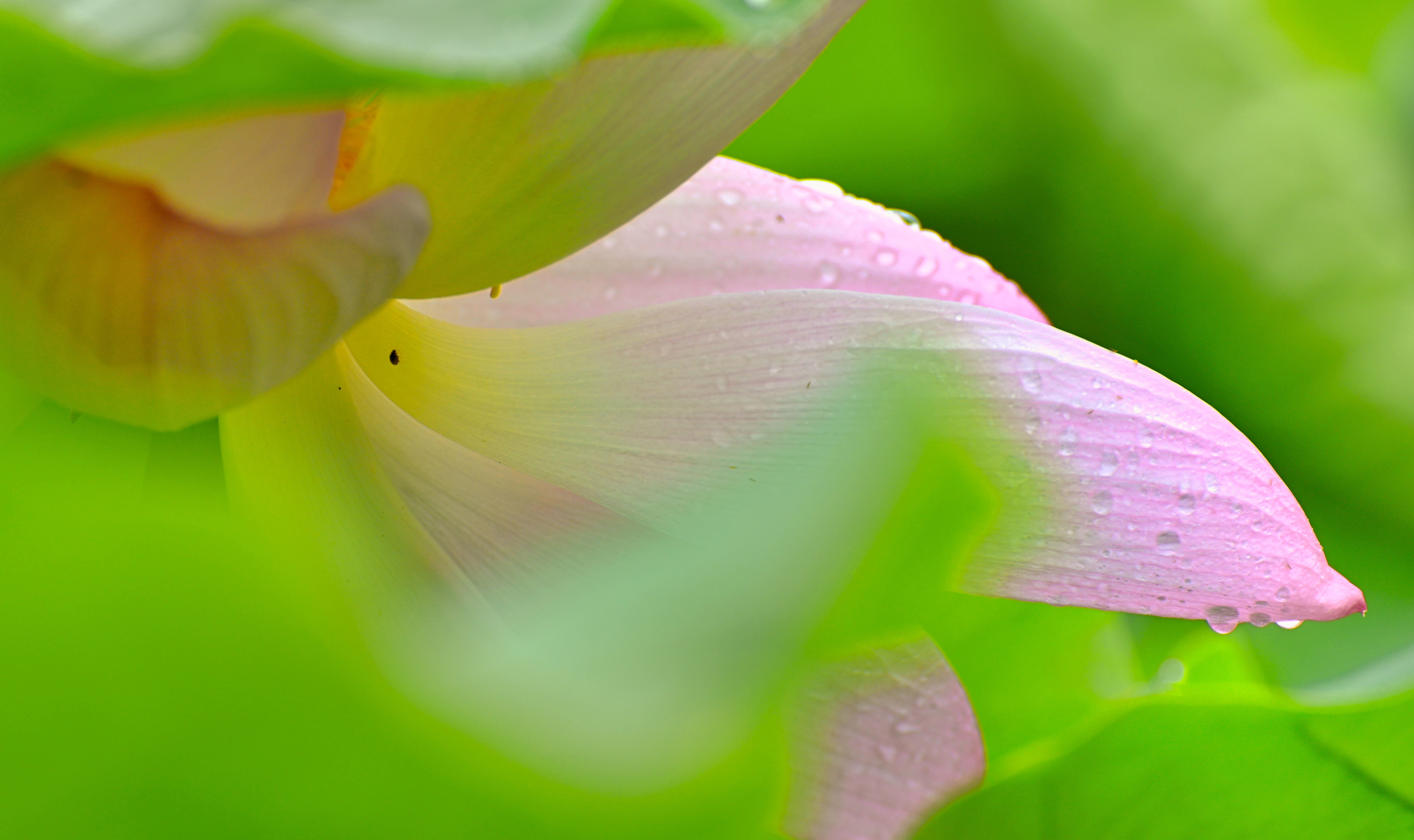 我与尼康北京行,尼康70-300mmf4.5-5.6g画质