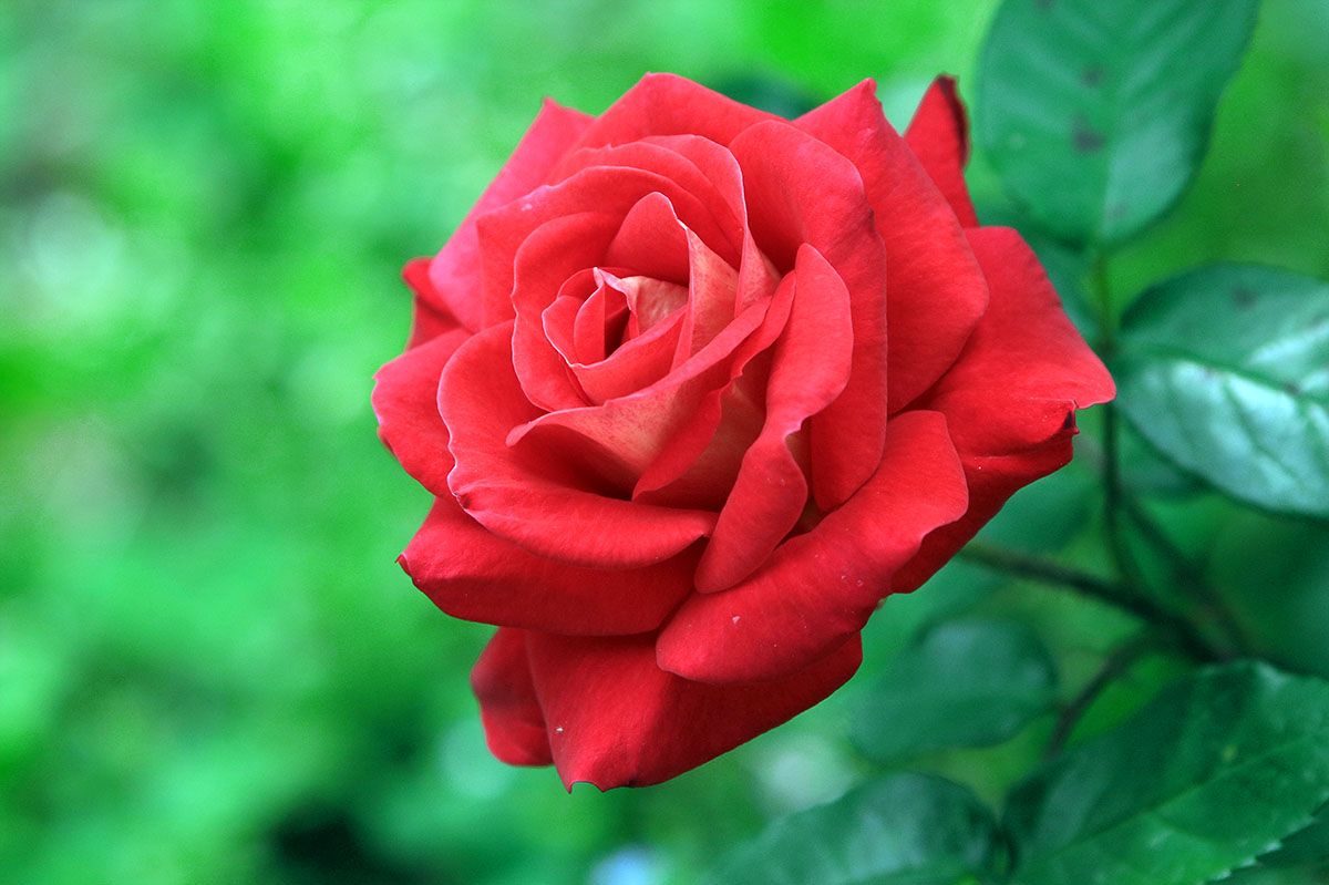 月季嫩叶打卷老叶正常是怎么回事,月季叶片褶皱打卷是什么原因