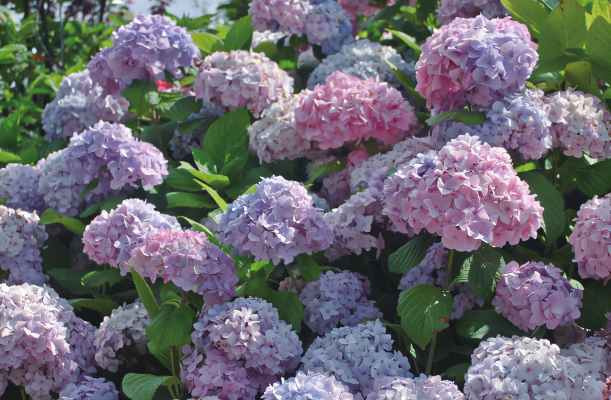 李子柒的院子都种的啥,李子柒推荐的三种花