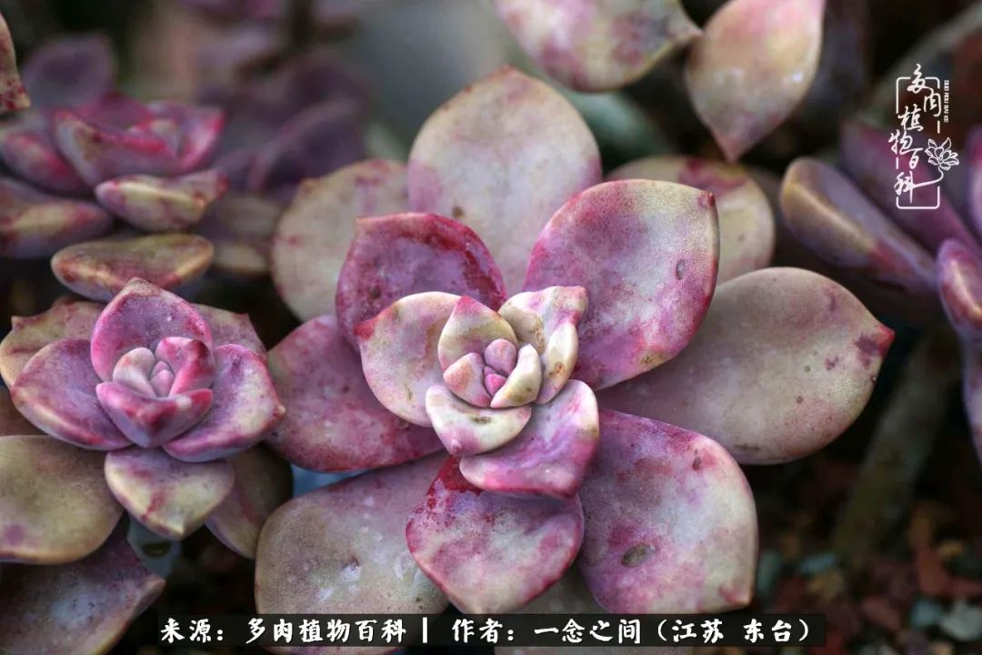 一见多肉误终生,一见多肉误终生从此入了养花坑