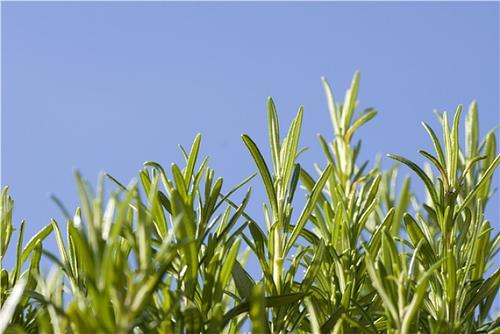 一招帮你解决头皮问题,头皮常见的问题有哪些