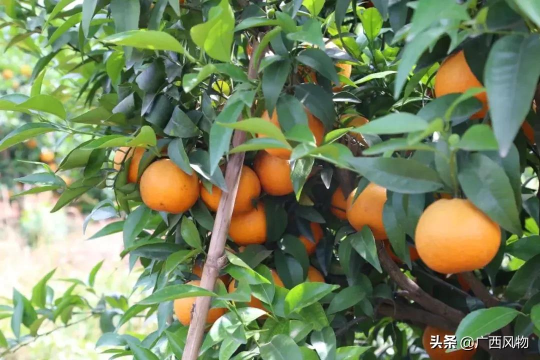 沃柑的最新吃法,沃柑做好看的东西