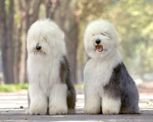 全世界100种名贵狗,世界上46多种名狗图文说明