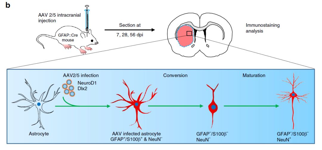 基因治疗神经再生,最新脑科学基因治疗新闻