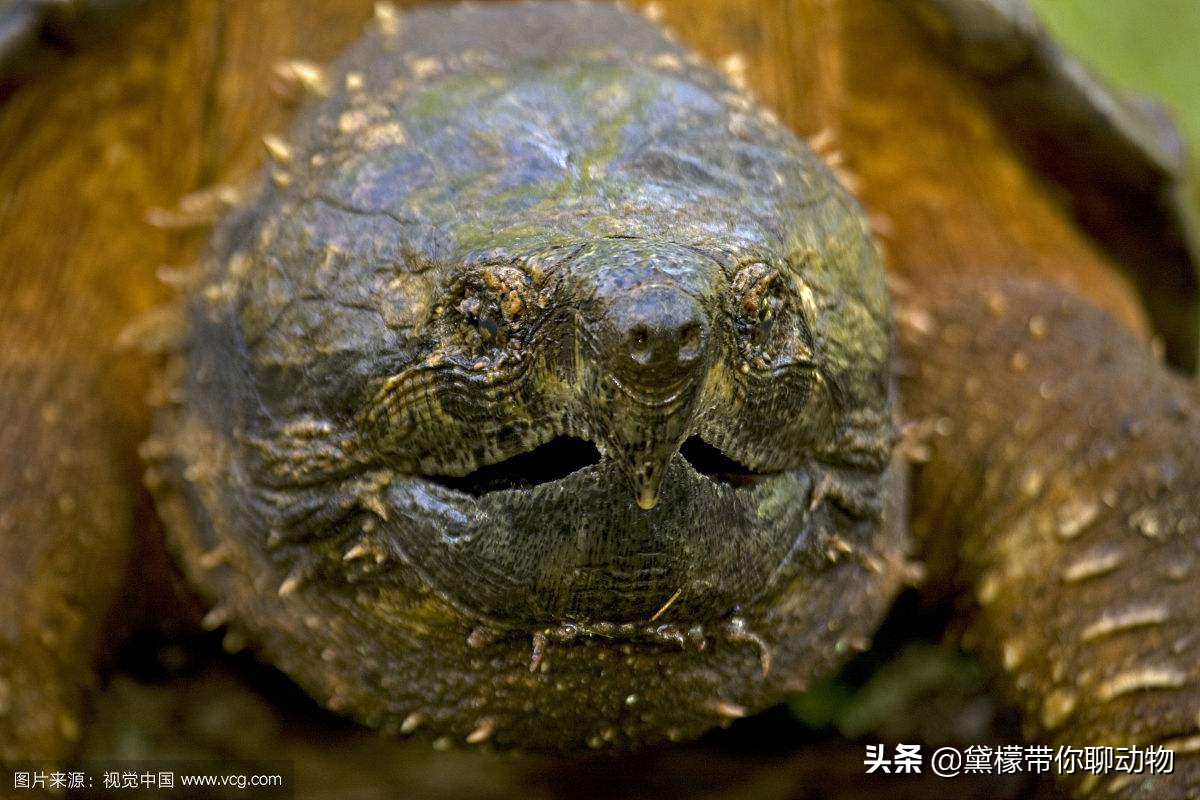 大鳄龟塌背翘甲怎么办,大鳄龟塌背是啥样的
