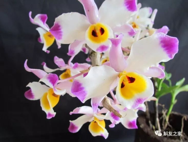 石斛兰叶子黑尖,石斛兰的茎杆子黄了怎么办