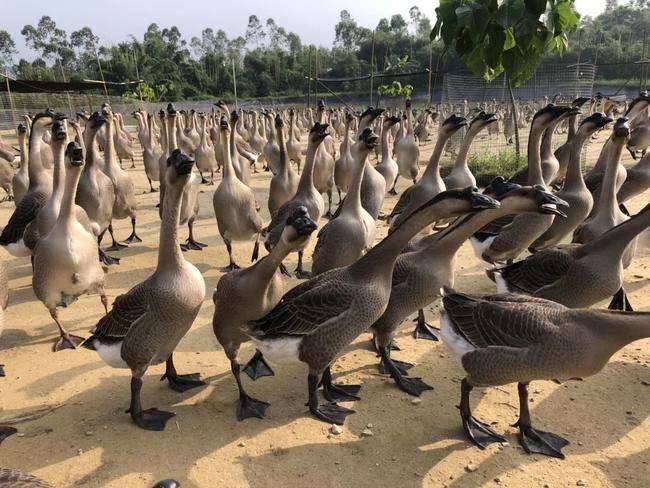 肉食鹅哪个品种好养,好养又耐活的鹅