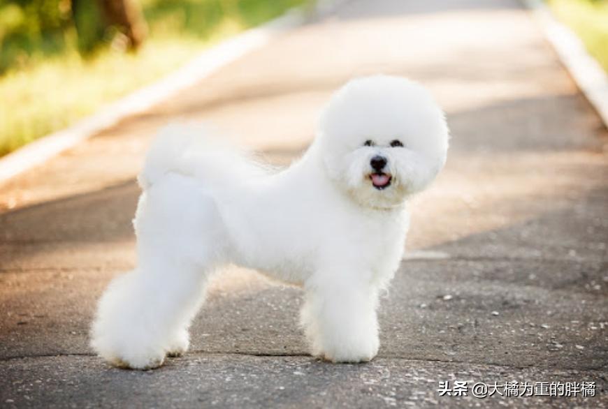 比熊幼犬要杀虫吗,比熊犬需要每个月都驱虫吗