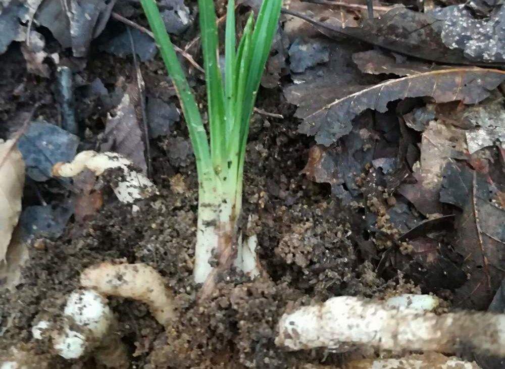 兰花带花蕾大苗图片,带花苞的兰花是什么样子的