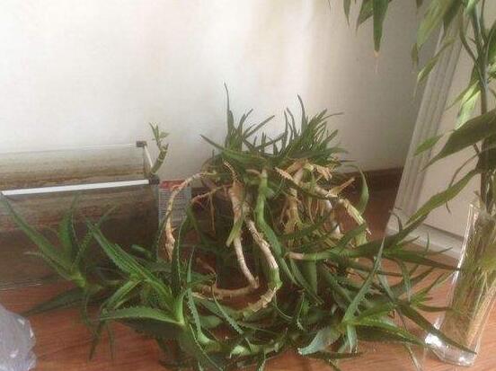 芦荟怎么修剪好看,芦荟怎么修剪啊