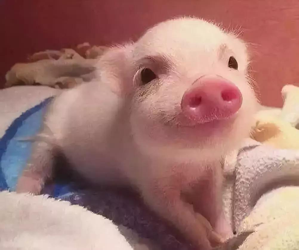 本命年珠宝首饰,女士本命年红袜子保暖内衣