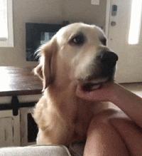 狗吃醋起来比男朋友还难哄,狗子这才是哄女朋友的正确方式