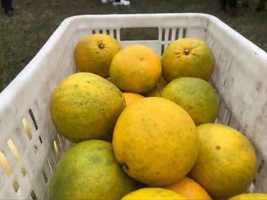 新培育超甜柚子,自家种的纯天然无公害柚子