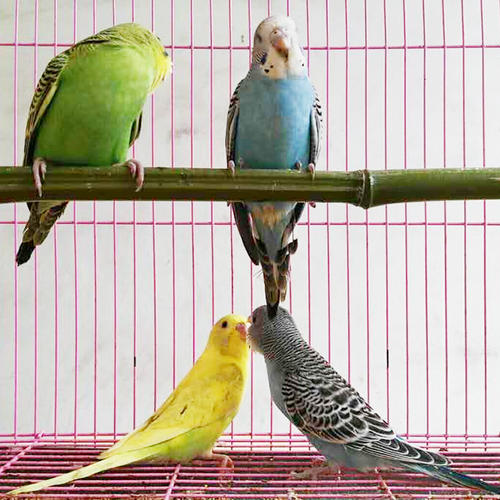 家庭养鸟的风水禁忌,手养鸟平时怎么饲养