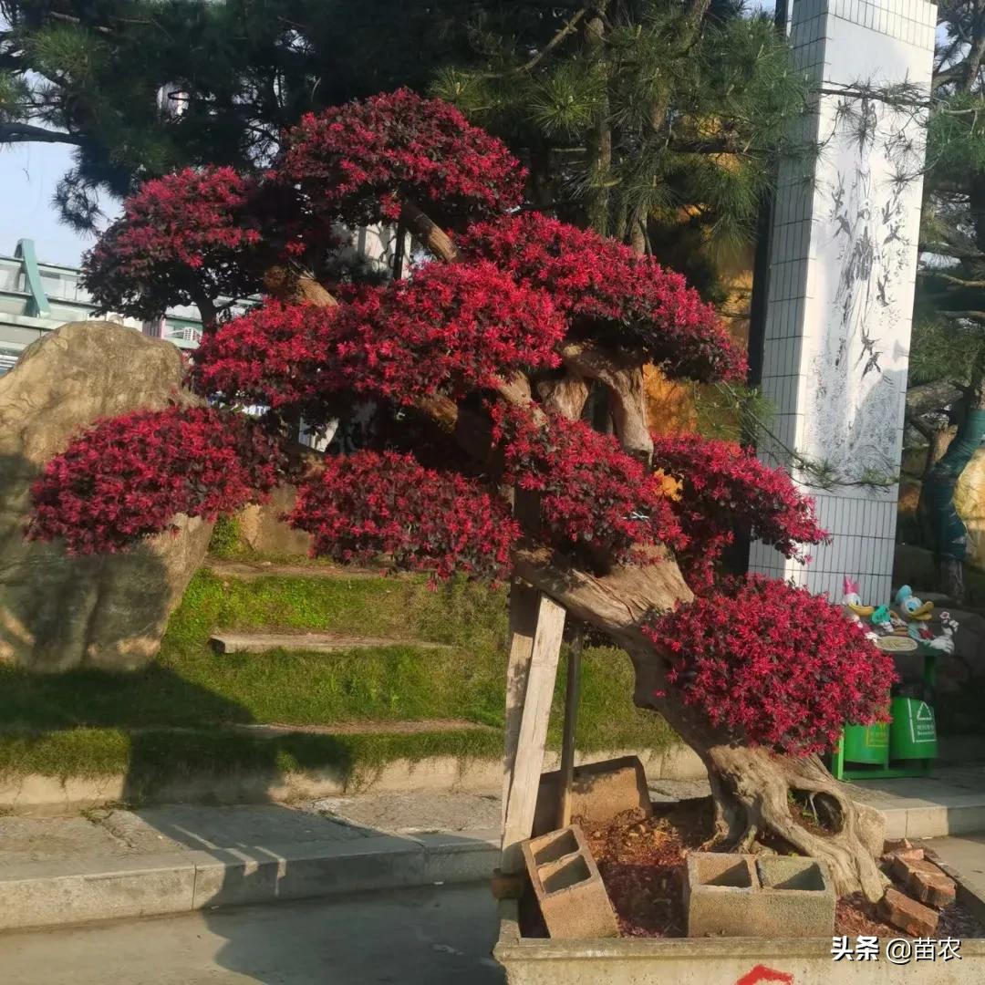 红花檵木小老桩批发,精品红花檵木老桩盆景