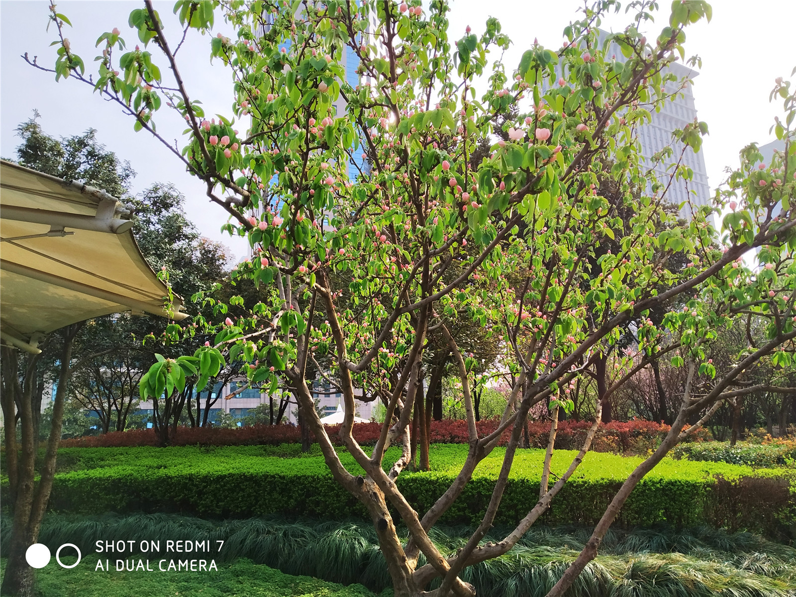 红米7测评玩和平精英卡不卡,红米7处理器评测