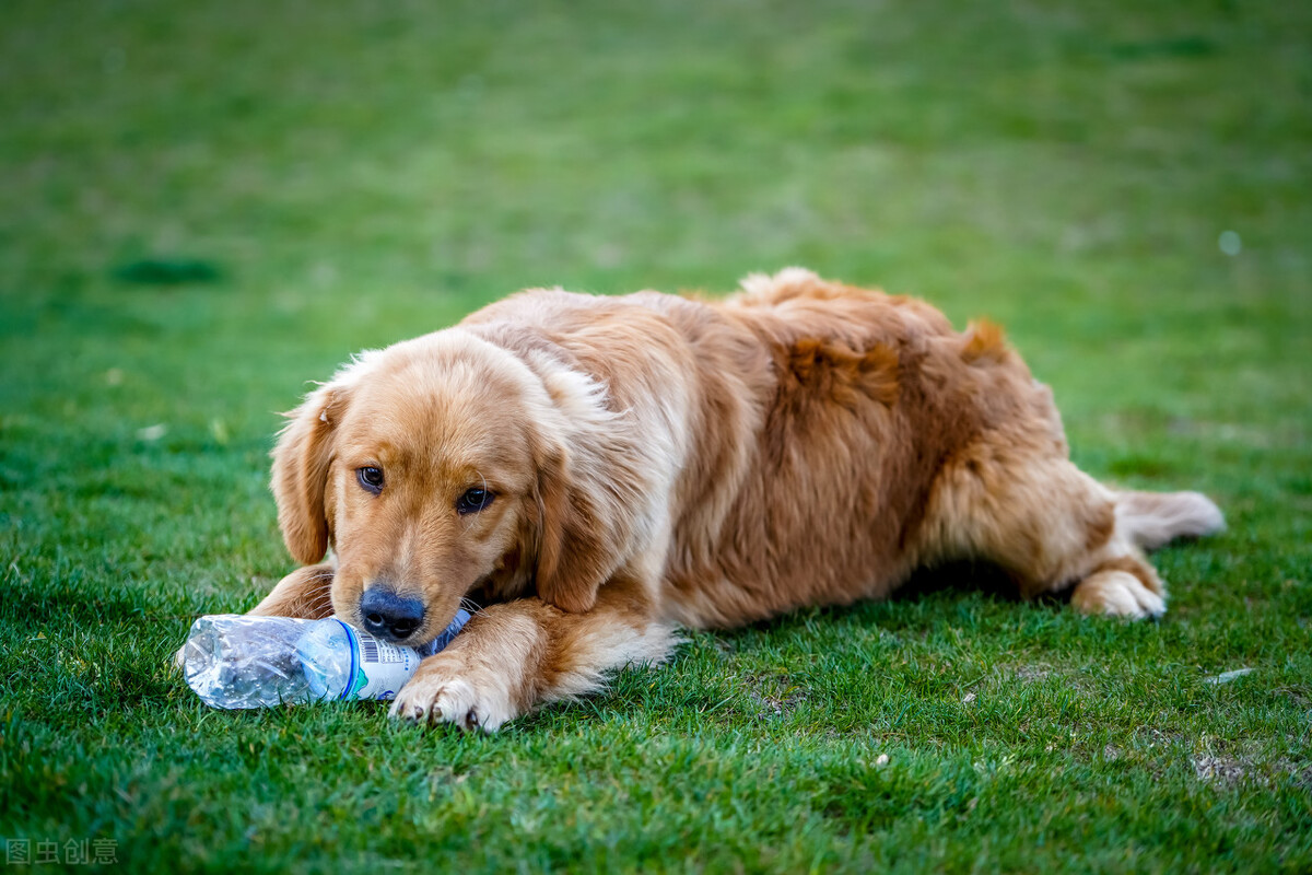 犬舍的狗长癣了怎么办,狗长了狗癣还能养吗