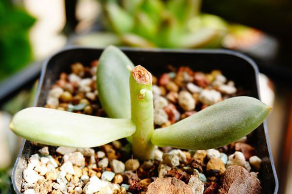 多肉砍头发芽后怎么养护,碧桃多肉砍头扦插可以带着枝条吗