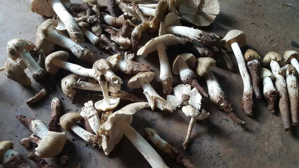 鸡枞菌菇,野生鸡枞