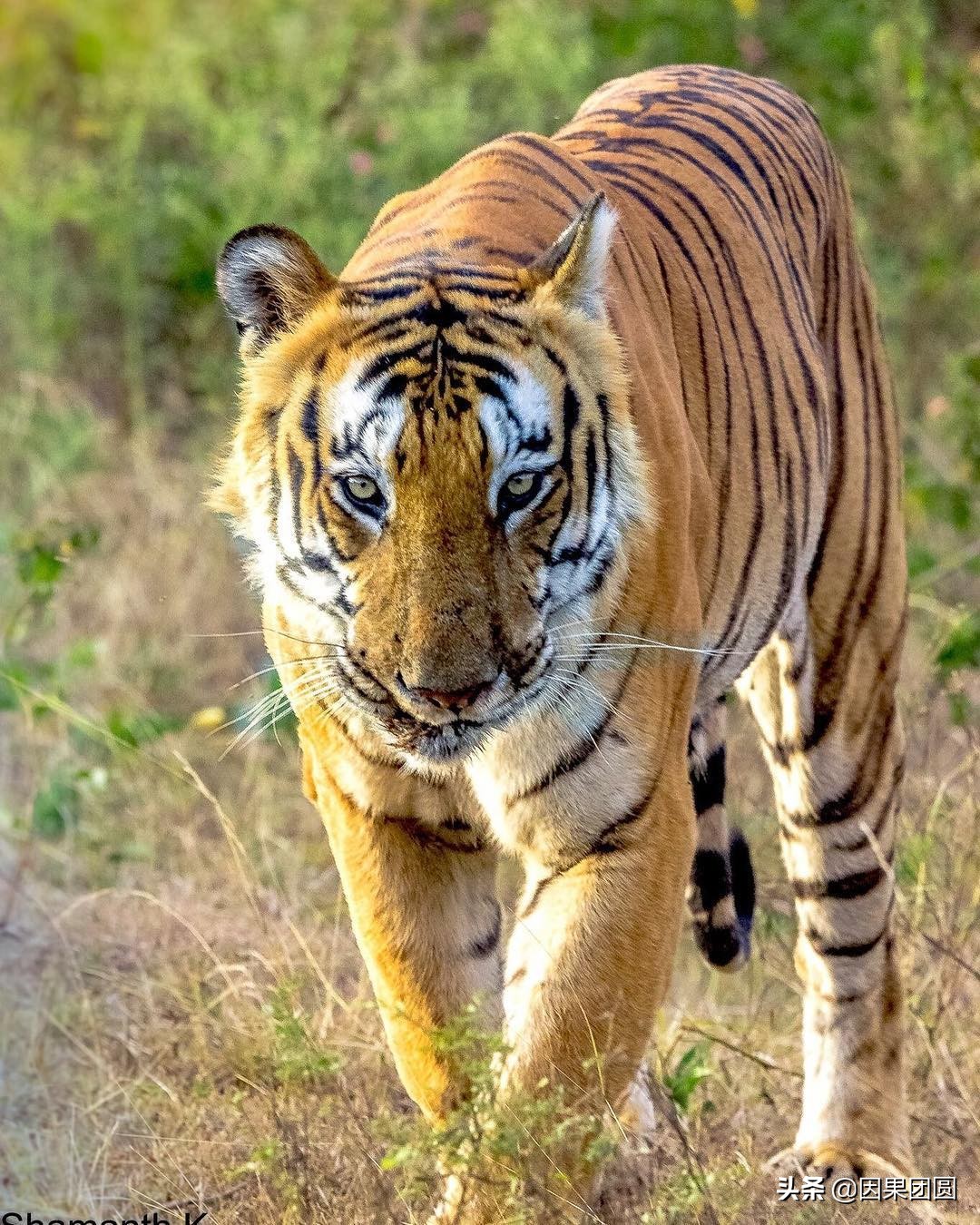 虎王拉贾孩子,虎王拉贾儿子怎么死的