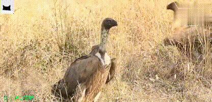 金雕的爪力大还是秃鹫的爪力大,秃鹫金雕与赤狐抢夺岩羊弱肉强食