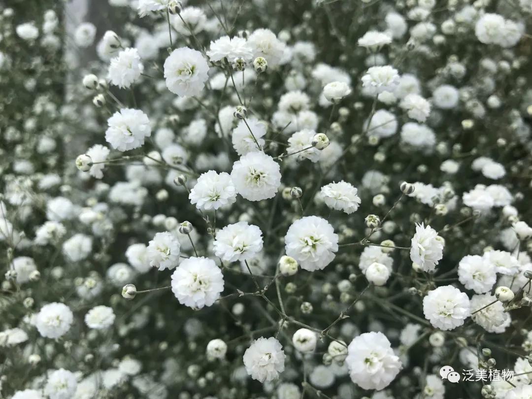 520向你心爱的人表白,好想和你表白