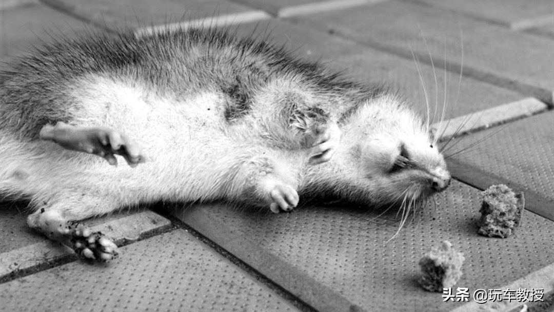 老鼠能钻进汽车驾驶室吗,如果老鼠进家里要怎么办