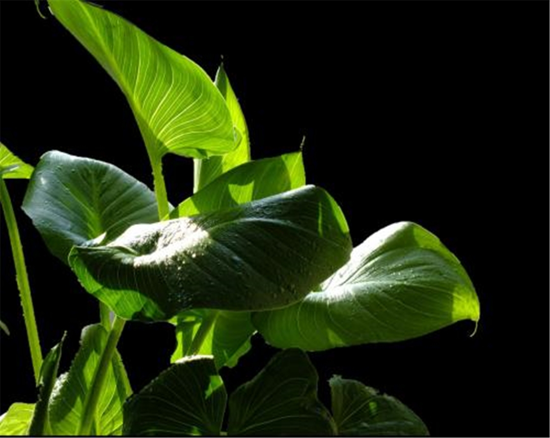 马蹄莲的养殖方法与注意事项,马蹄莲的养殖方法和注意事项视频