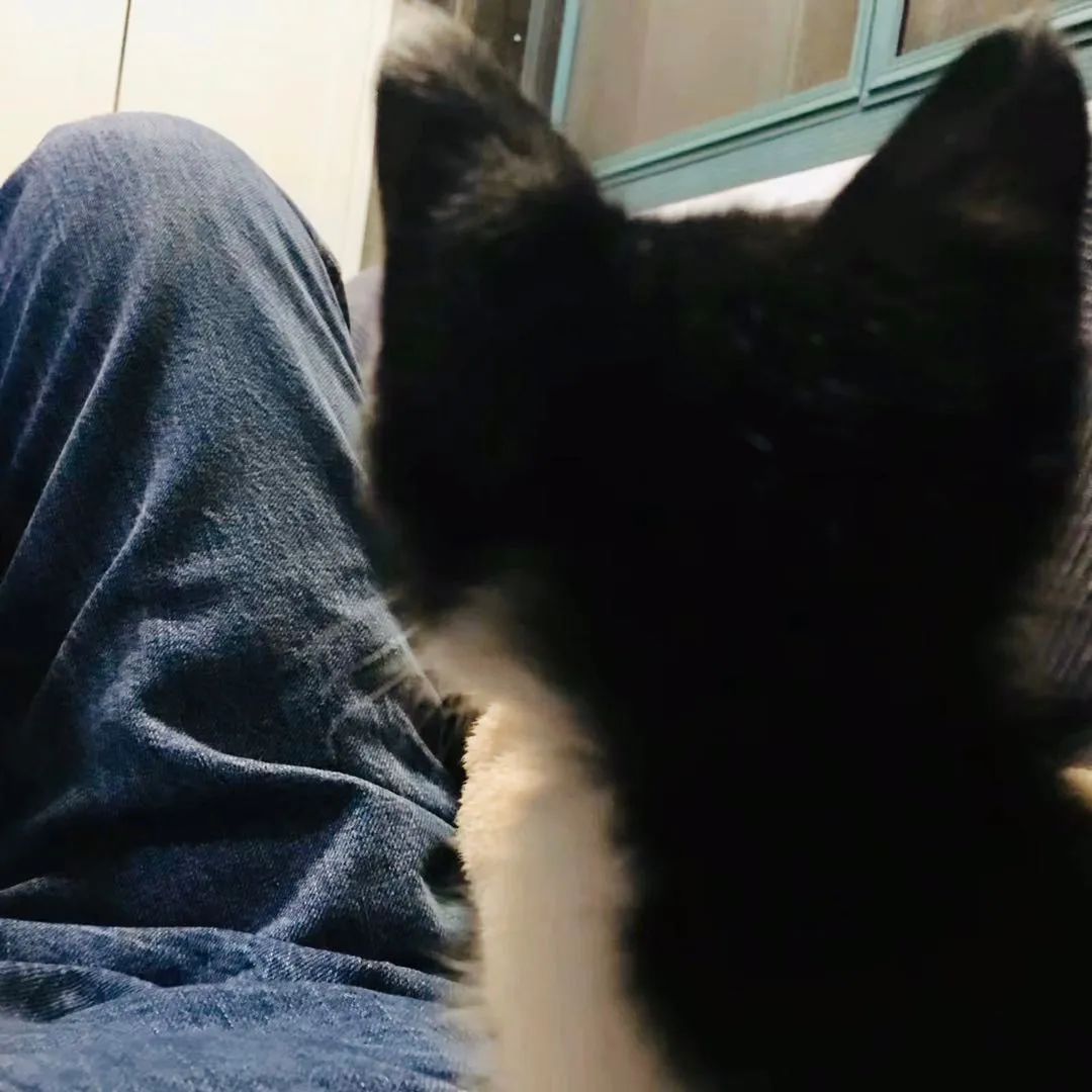 毛孩子散步回家,毛孩子去新家从此不再流浪