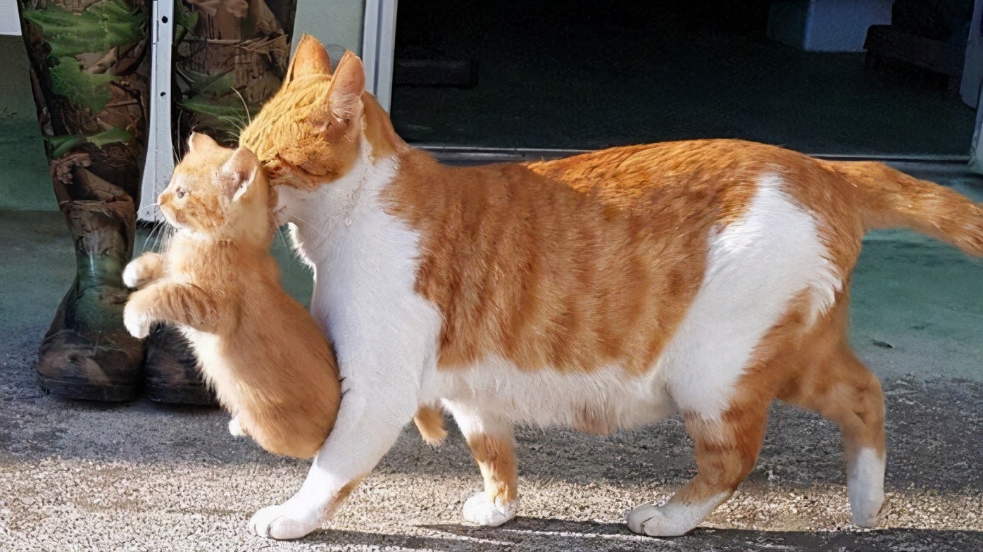 猫交配时，为什么叫声凄惨？公猫为什么要咬母猫的后颈？