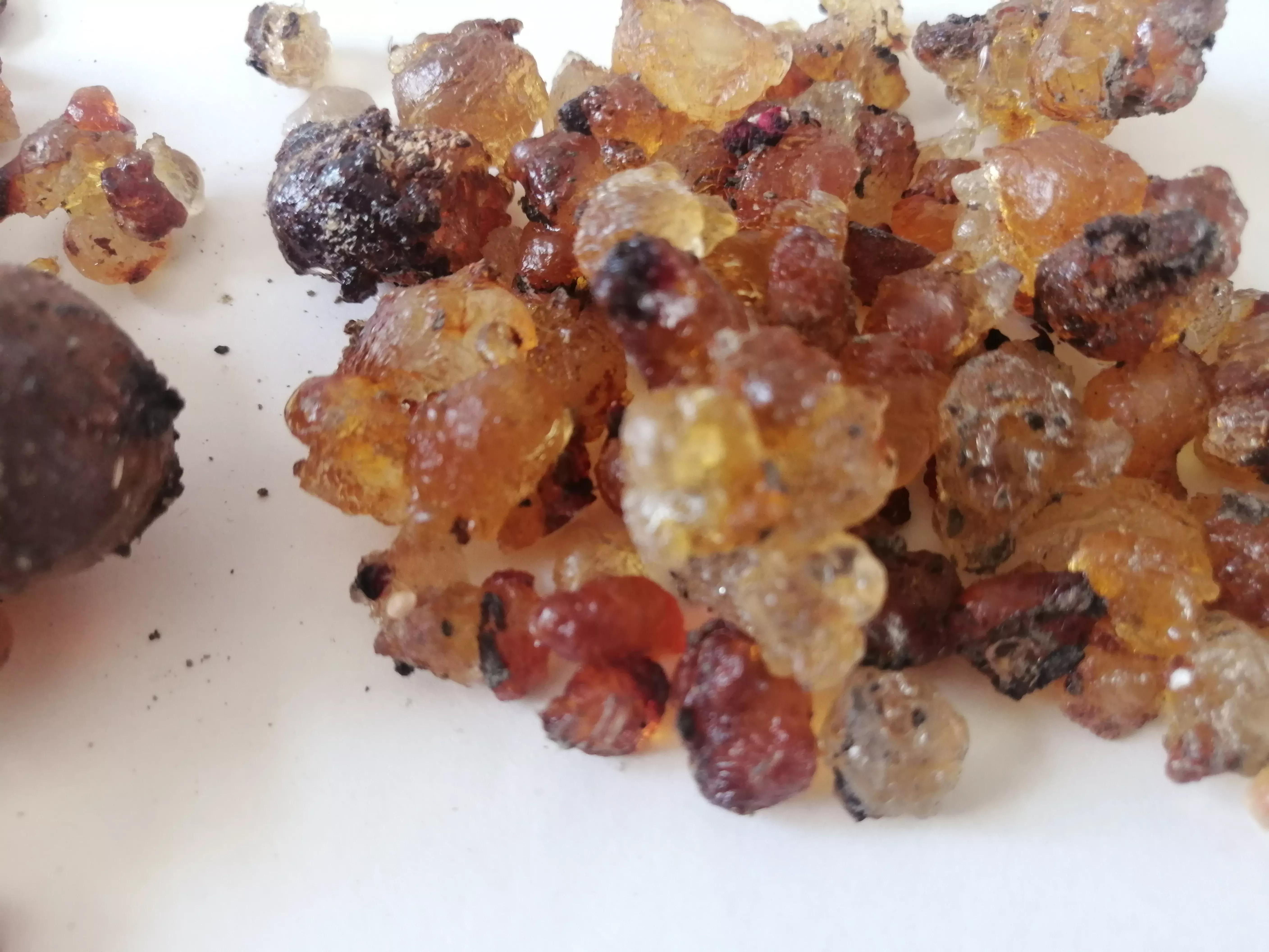 桃胶采摘多少钱,桃胶采摘过程