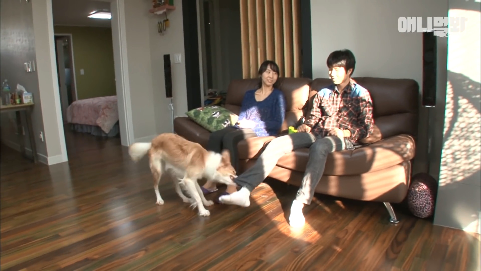 狗在足球赛上进球,足球赛场上踢球的狗狗