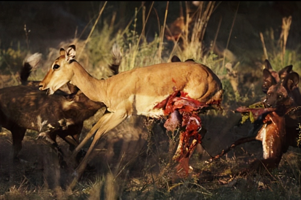 顶级捕猎者狩猎场面,狼群捕猎瞬间