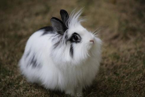 兔子究竟能有多可爱,兔子到底是怎么发展起来的