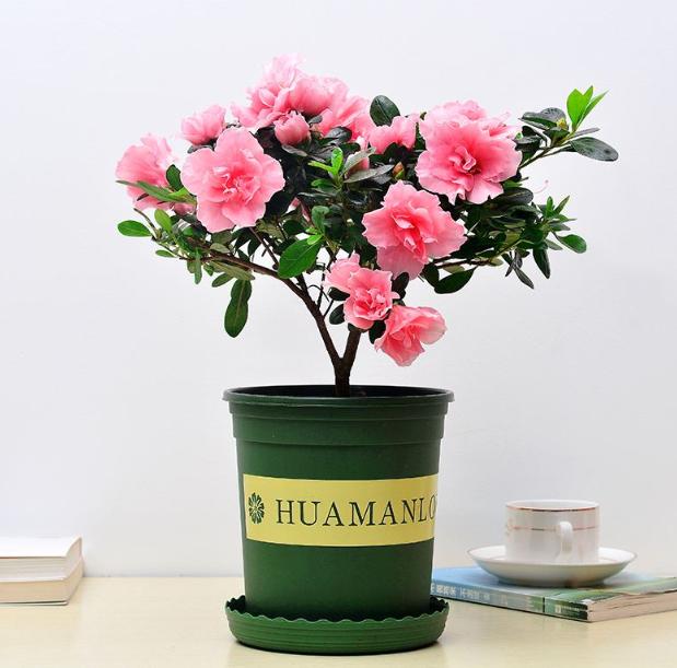 杜鹃花叶子黄了养殖方法,杜鹃花叶子长出来怎么打理