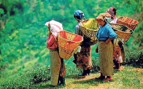 伯爵红茶历史,伯爵到底是谁