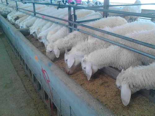 羊驱虫后拉稀是什么原因,羊拉稀喘气站不起来是什么原因