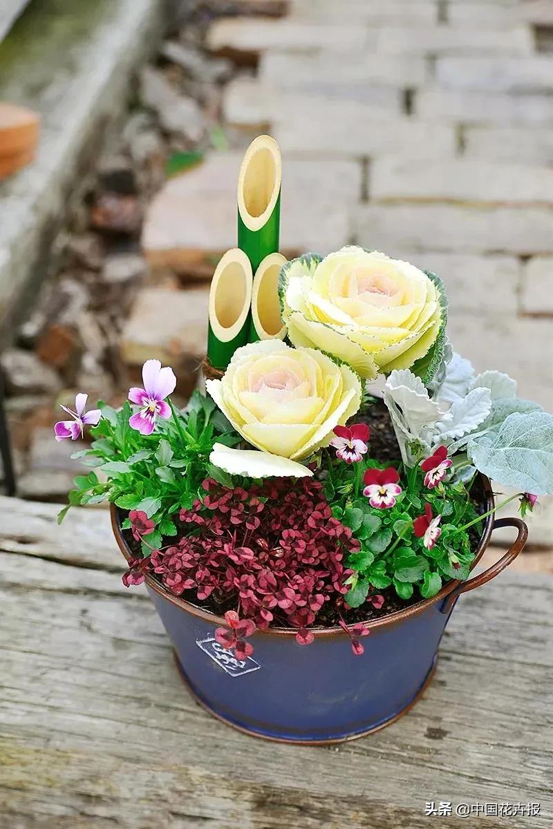 小兔子为什么有不同颜色的眼睛,为什么小兔子都那么可爱