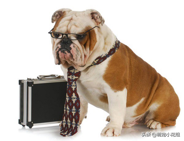 犬舍买狗攻略,揭秘犬舍买狗