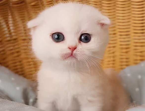 如何给小猫驱虫,捡小猫怎么驱虫