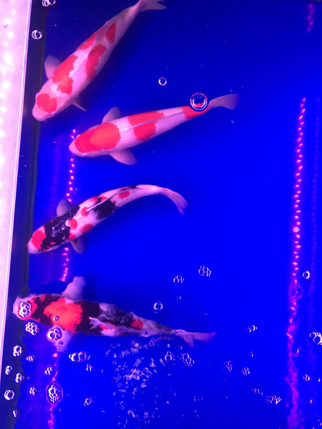 养着玩的锦鲤用什么鱼粮,锦鲤适合的饵料是什么