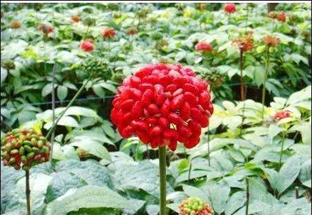 藿香正气水正确的治疗痔疮的用法,如何正确治疗你的痔疮